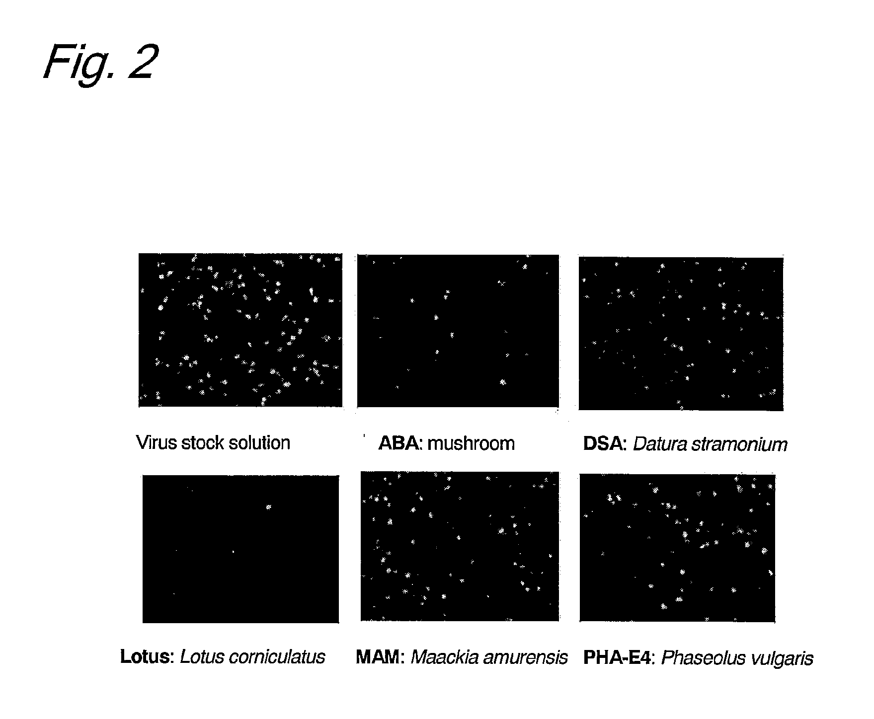 Quantitation method of virus