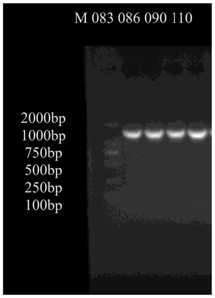 Lactic acid bacteria strains with broad-spectrum inhibition of multidrug-resistant food-borne pathogens and their application