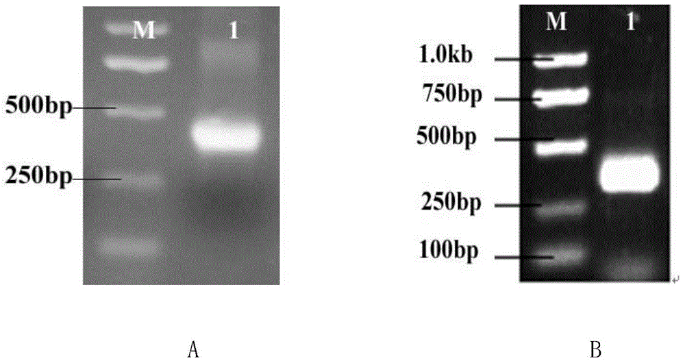 A dsrna inhibiting the expression of wheat aphid gland protein mys2 gene and its application