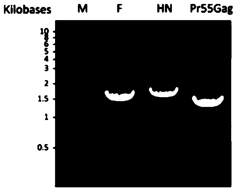 Newcastle disease virus chimeric virus-like particle, vaccine and preparation method