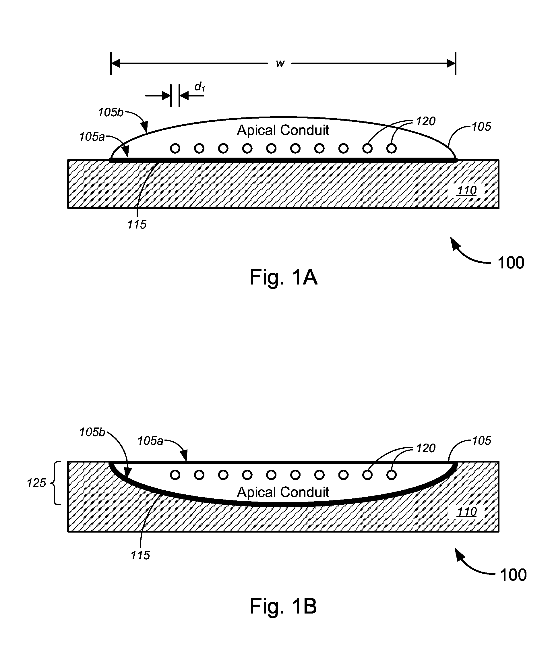 Apical Conduit and Methods of Using Same