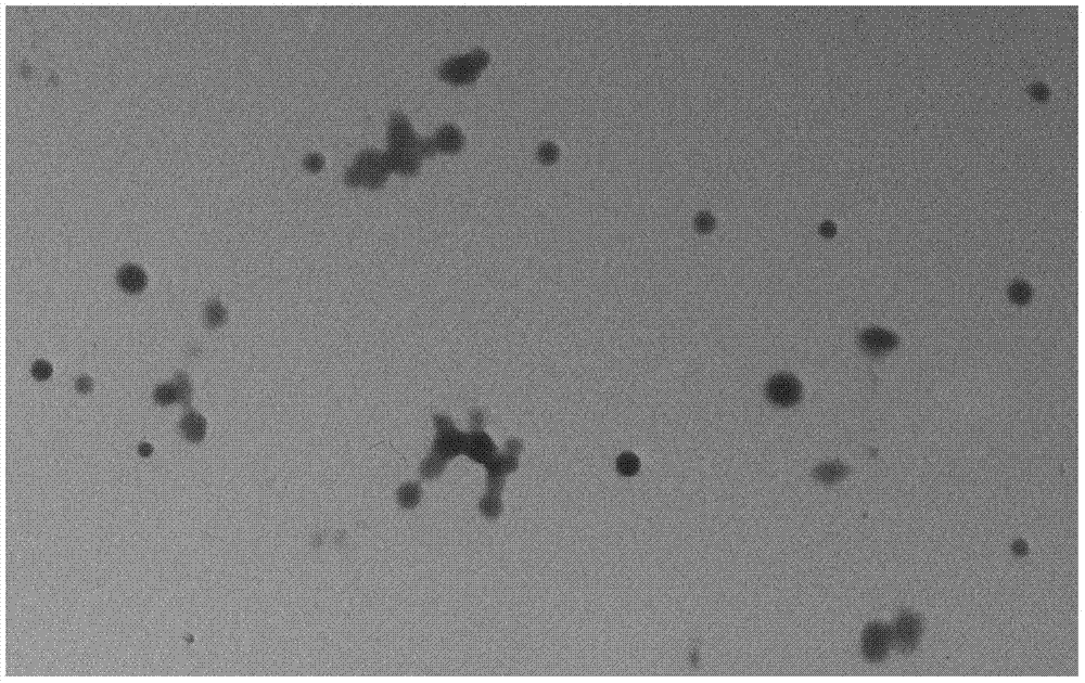 Camptothecin nano-gel