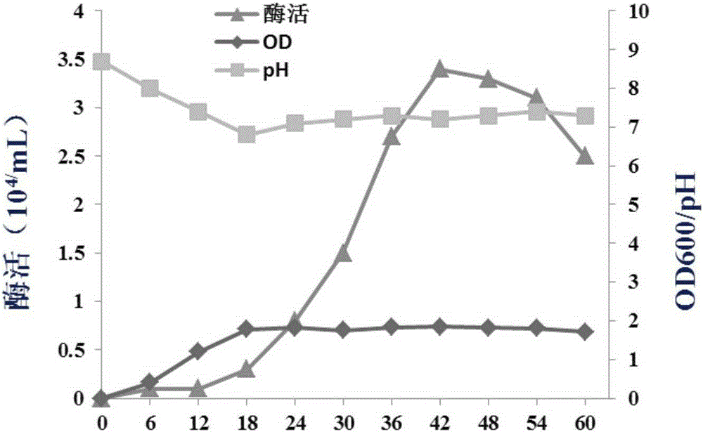 Bacillus licheniformis with high production of antimicrobial peptides and its application