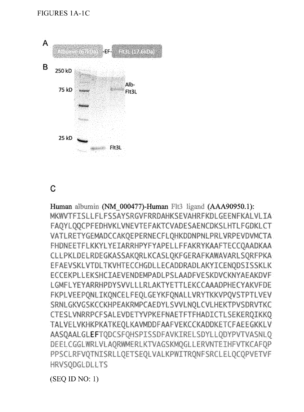 Compositions comprising albumin-fms-like tyrosine kinase 3 ligand fusion proteins and uses thereof