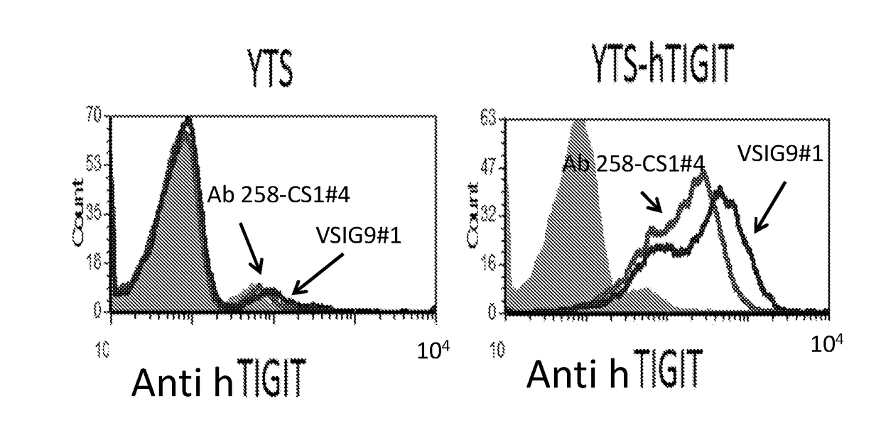 Antibodies specific to human t-cell immunoglobulin and itim domain (TIGIT)