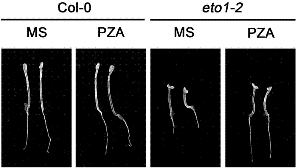 Small molecule inhibitor pyrazinamide of plant ethylene synthesis pathway and its application