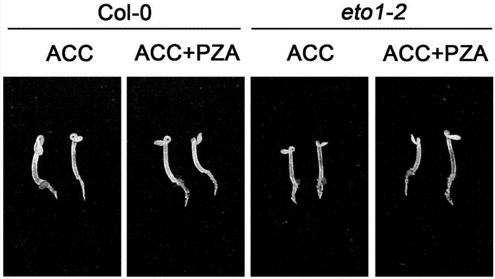 Small molecule inhibitor pyrazinamide of plant ethylene synthesis pathway and its application