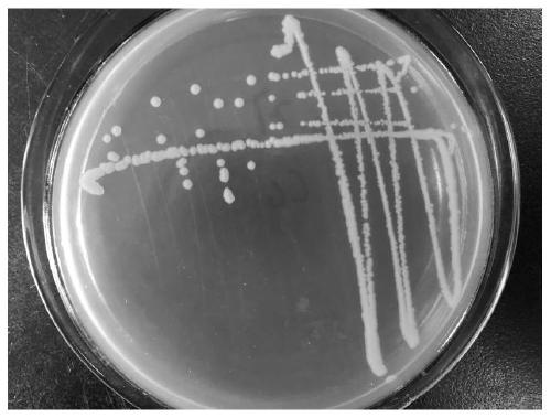 Acinetobacter sp. ZJPH1806 and application thereof to preparation of miconazole chiral intermediate