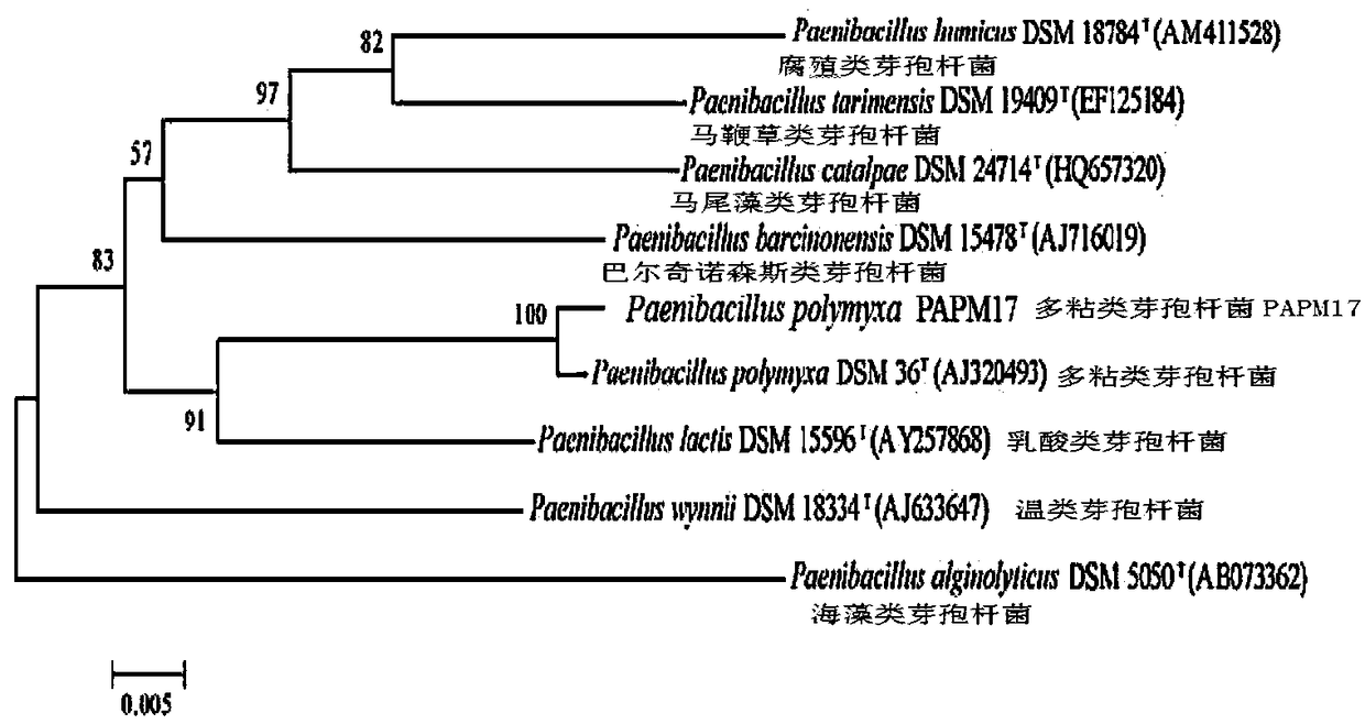 Paenibacillus polymyxa with saline-alkali resistant effect and application thereof
