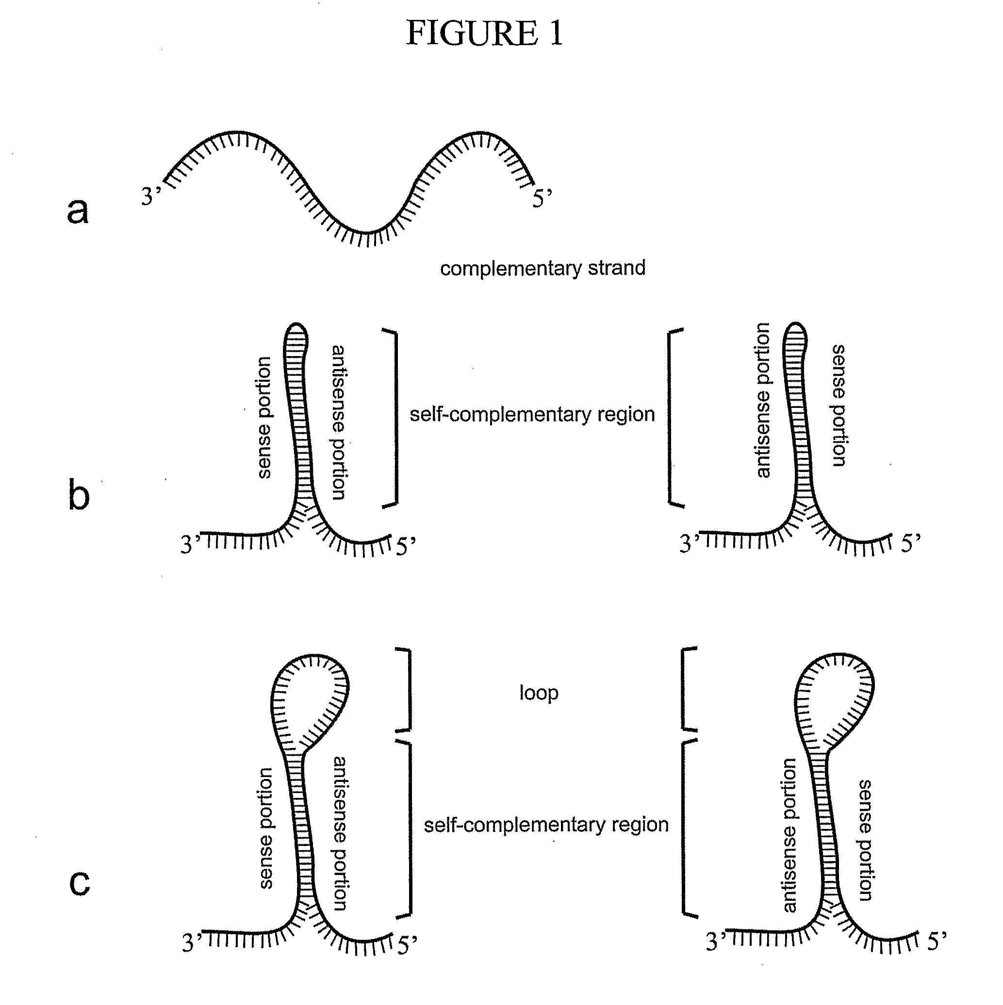 Methods For The Modulation of Oleosin Expression In Plants