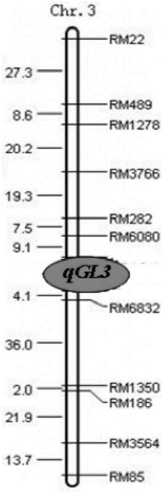 A PCR molecular marker method for identifying allelic variation of rice grain length gene qgl3