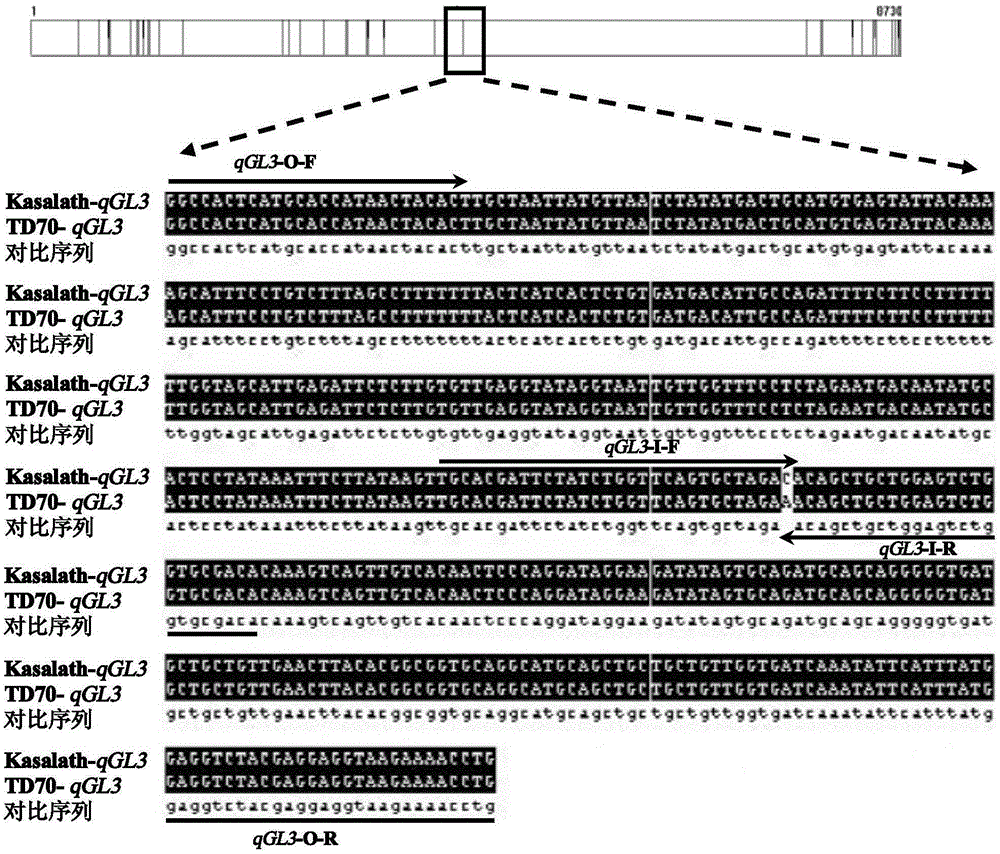 A PCR molecular marker method for identifying allelic variation of rice grain length gene qgl3