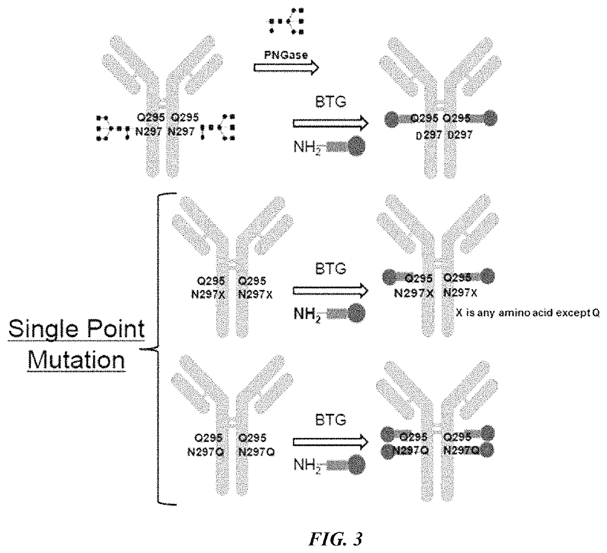 Antibody drug conjugates (ADCS) and antibody prodrug conjugates (APDCS) with enzymatically cleavable groups