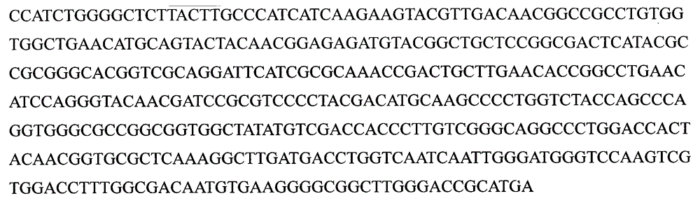 Clonostachys rosea engineering strain for transforming chitinase gene, and applications thereof