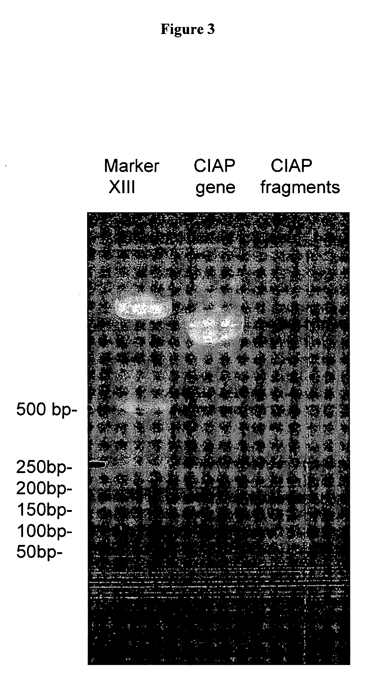 Method for obtaining circular mutated or chimeric polynucleotides
