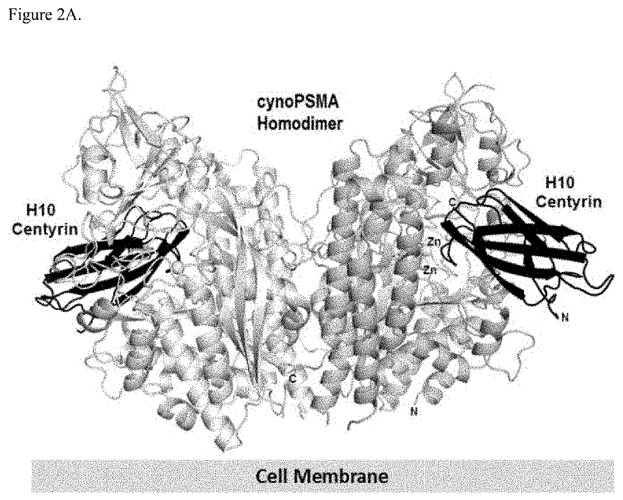Prostate specific membrane antigen binding fibronectin type III domains