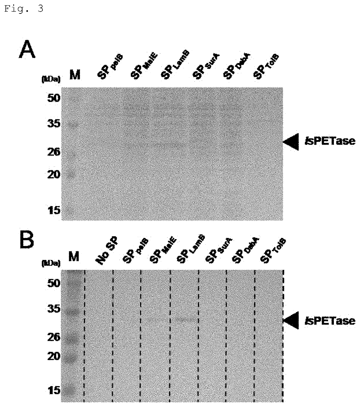 Recombinant petase producing strain, recombinant mhetase producing strain, and composition for degrading pet containing the same