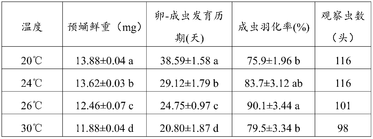 Method for feeding chrysopa formosa by megoura japonica