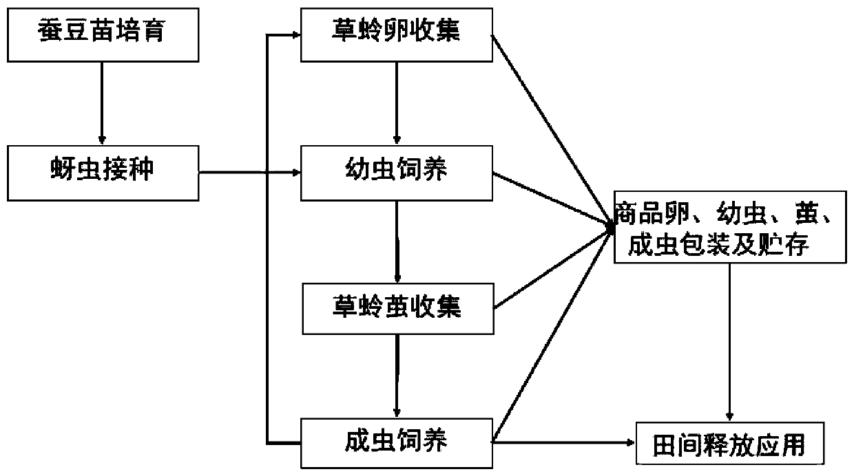 Method for feeding chrysopa formosa by megoura japonica