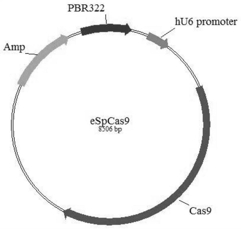 Method for constructing TAP gene-deleted pig T2 cell by using CRISPR/Cas9 system