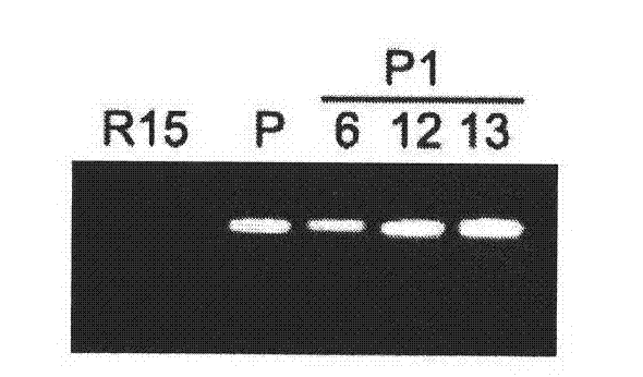 Method for improving characters of gossypol in cotton, and use thereof