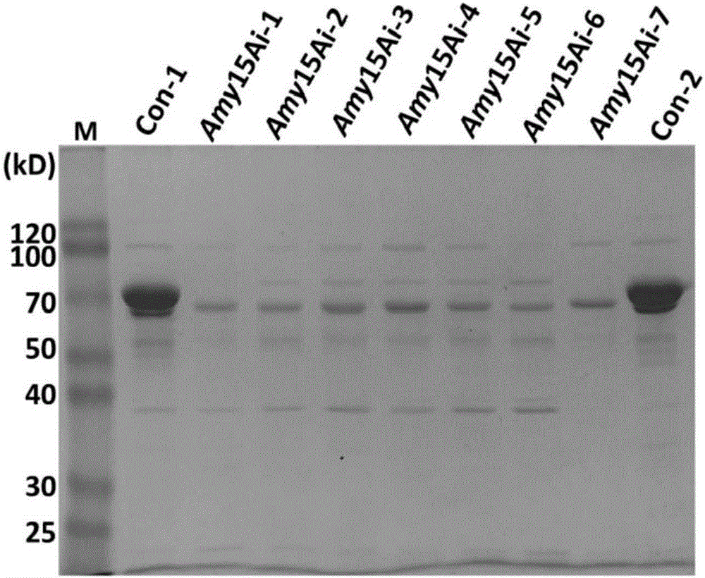 interference plasmid pHX RNAi applied in specificity silent gene in filamentous fungi