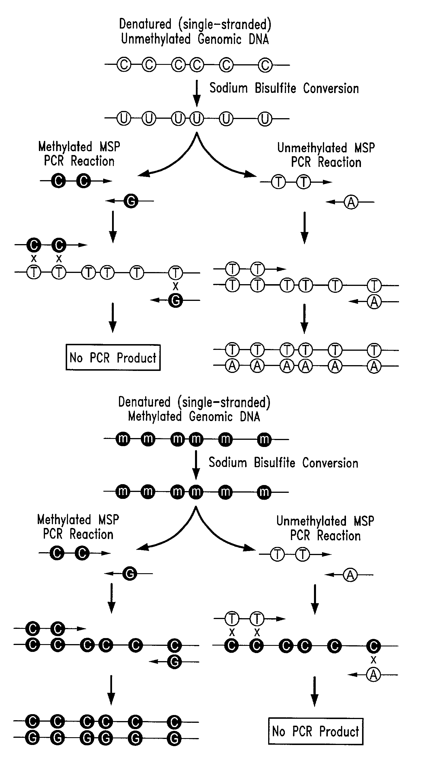 Process for high throughput DNA methylation analysis