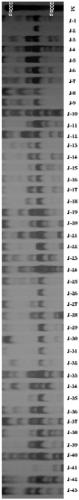 Construction method and application of finger-print of centipedegrass germplasm