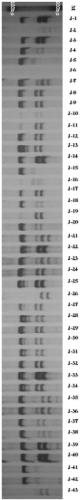 Construction method and application of finger-print of centipedegrass germplasm