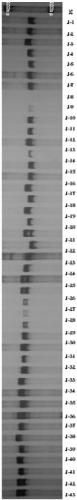 Construction method and application of finger-print of centipedegrass germplasm