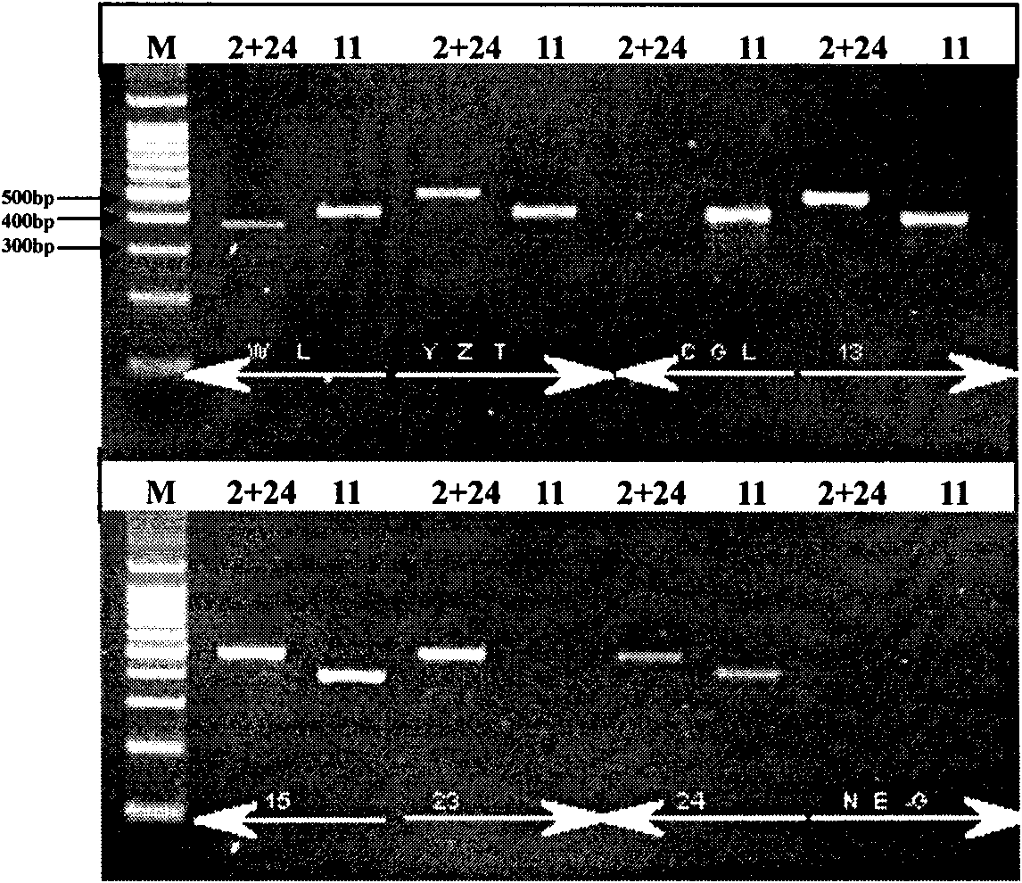 Method for genotyping HLA (Human Leucocyte Antigen) by using serum trace genome DNA