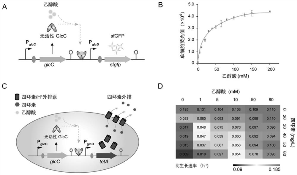 High-throughput screening method based on biosensor and application of high-throughput screening method in multi-gene metabolic pathway optimization