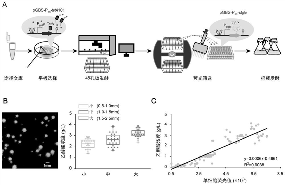 High-throughput screening method based on biosensor and application of high-throughput screening method in multi-gene metabolic pathway optimization