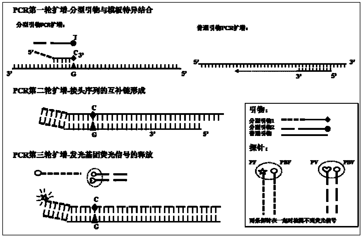 A universal SNP typing probe in Poaceae