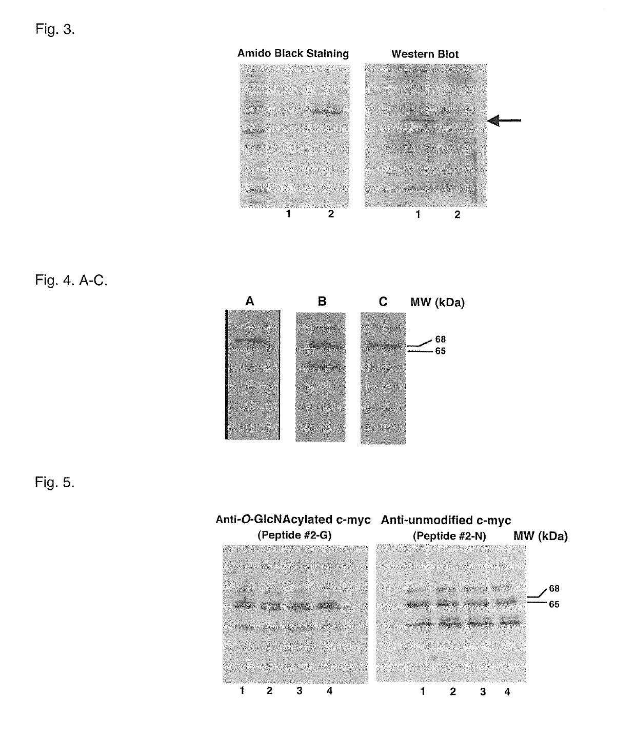 Glycosylation site-specific antibodies and anti-cancer compounds