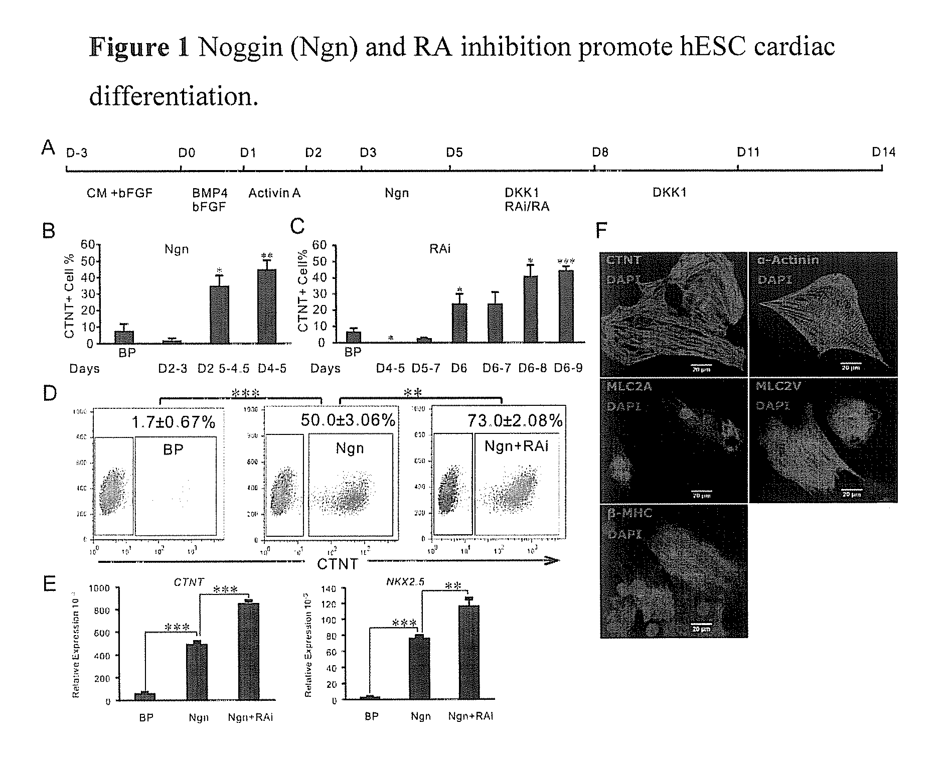 Methods and compositions for preparing cardiomyocytes from stem cells and uses thereof