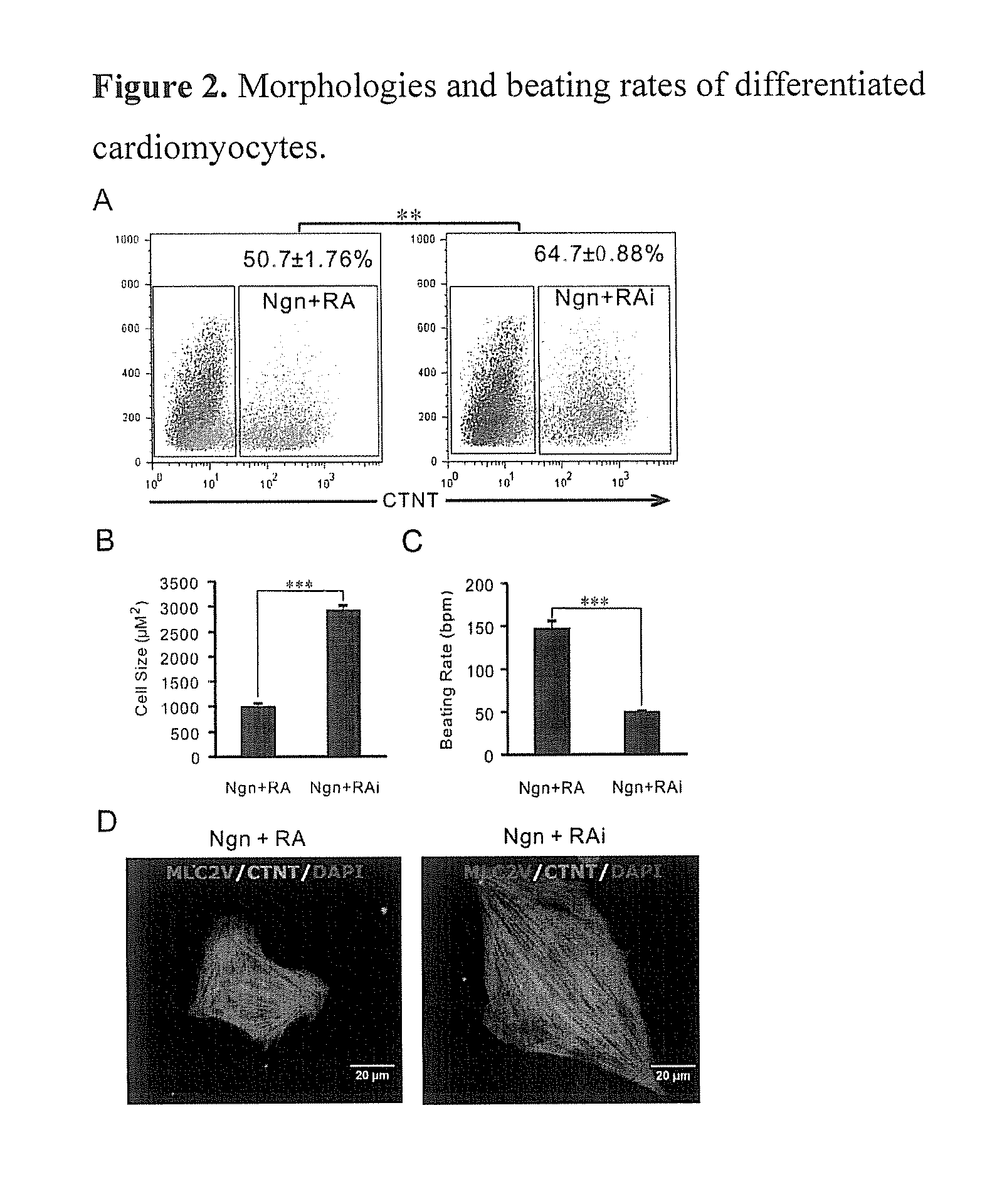Methods and compositions for preparing cardiomyocytes from stem cells and uses thereof