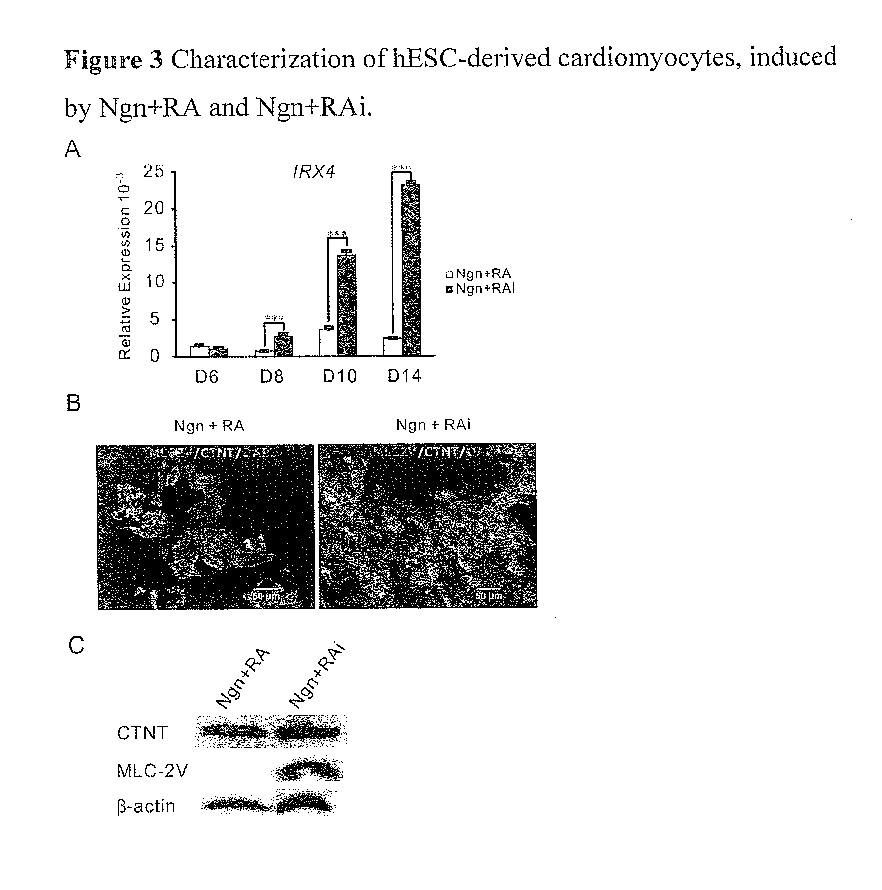 Methods and compositions for preparing cardiomyocytes from stem cells and uses thereof