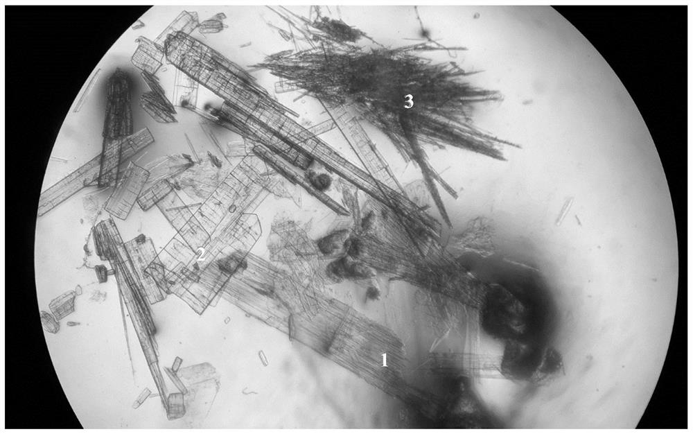 Steroid compounds in podocarpus nagi leaves as well as extraction method and application of steroid compounds