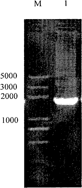 Alpha-galactosidase and expression and purification method thereof