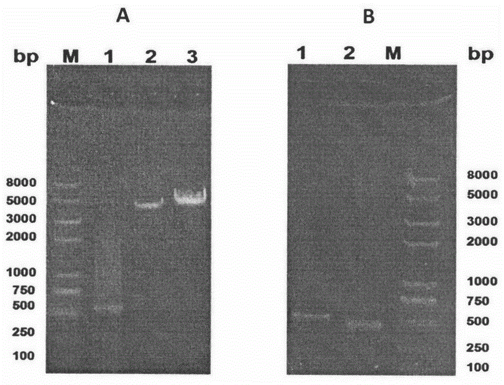 Recombination lactic acid bacteria and application thereof