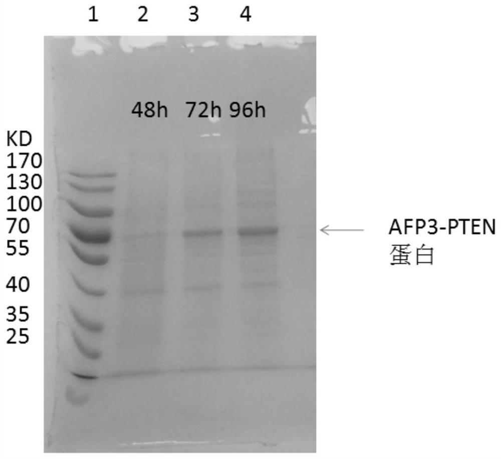 Method for efficiently expressing AFP3-PTEN fusion protein