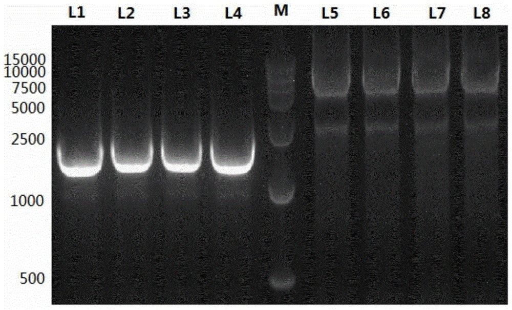 Gene expression system for producing recombinant protein by using CHO cells and eukaryotic expression vector