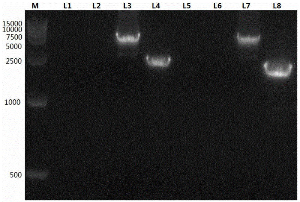 Gene expression system for producing recombinant protein by using CHO cells and eukaryotic expression vector