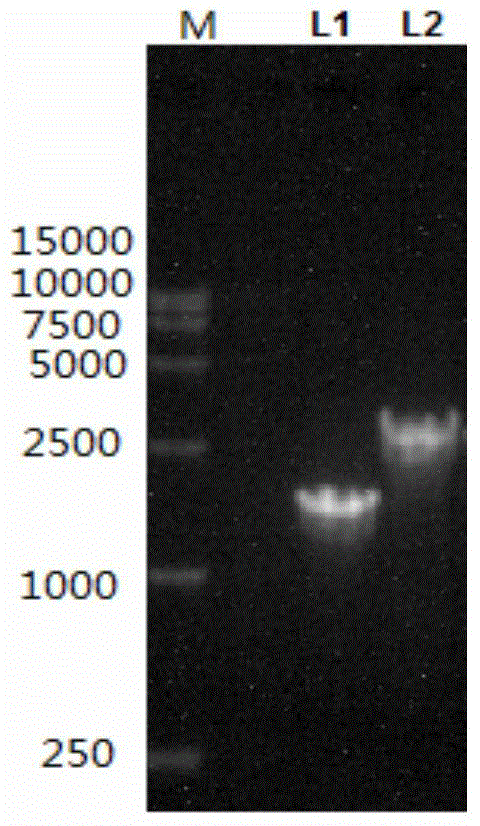 Gene expression system for producing recombinant protein by using CHO cells and eukaryotic expression vector