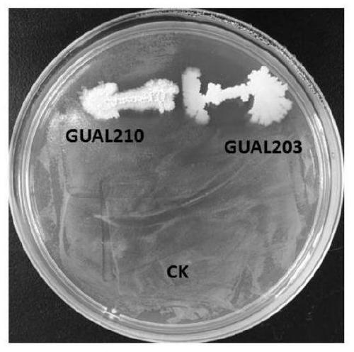 Bacillus amyloliquefaciens GUAL203 and application thereof