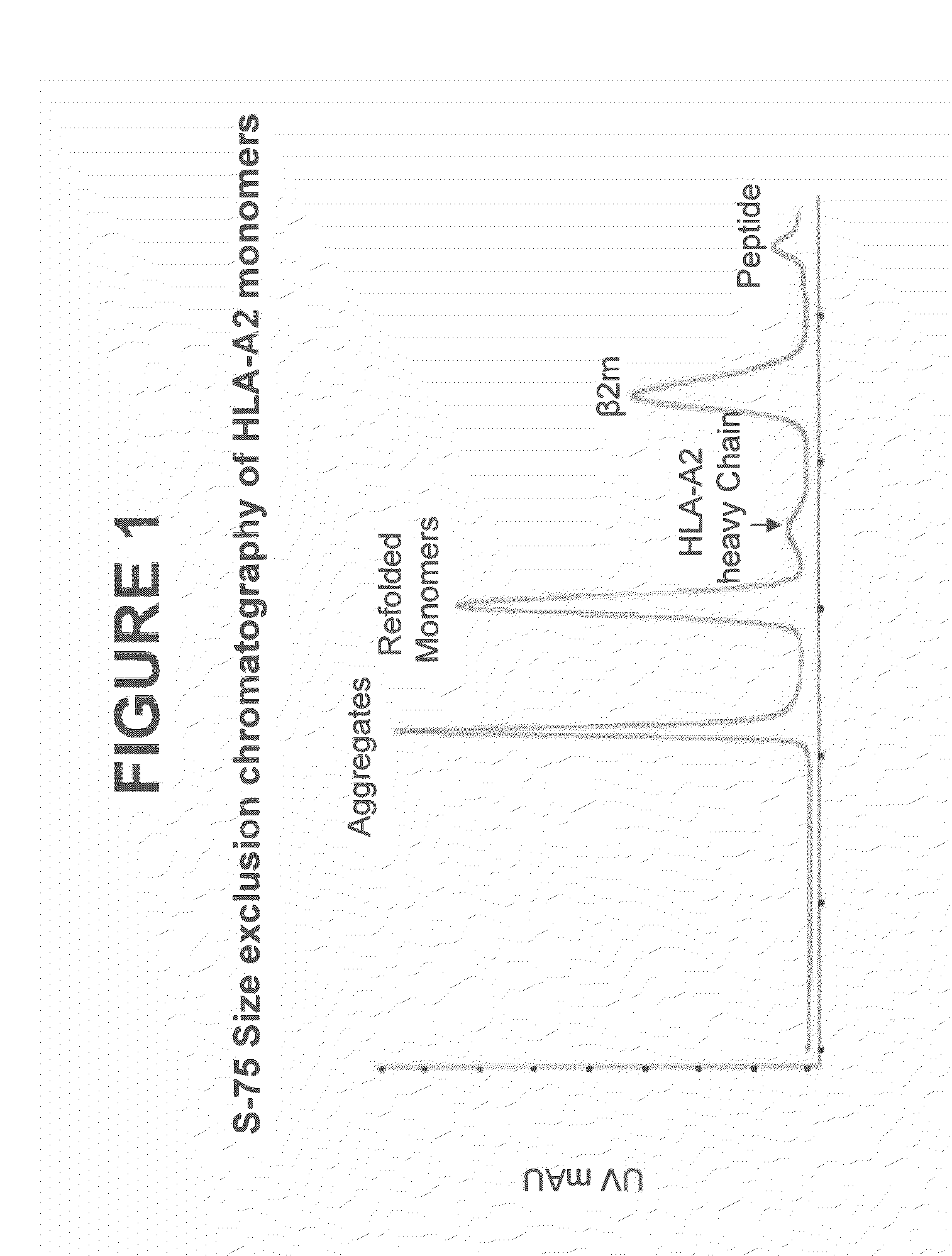 Antibodies as t cell receptor mimics, methods of production and uses thereof