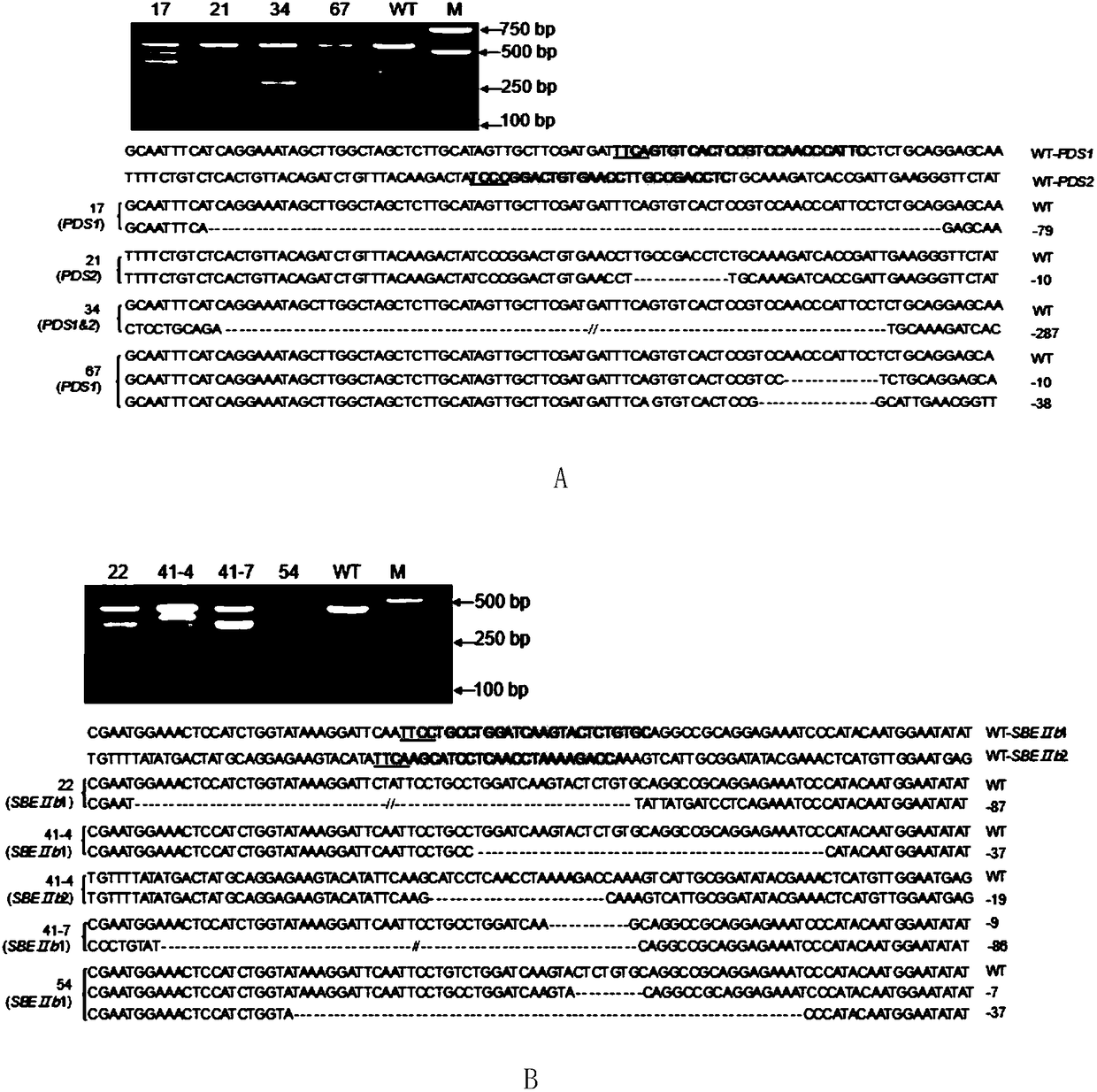 Application for using LbCpf1-RR mutant in CRISPR/Cpf1 system in plant gene editing