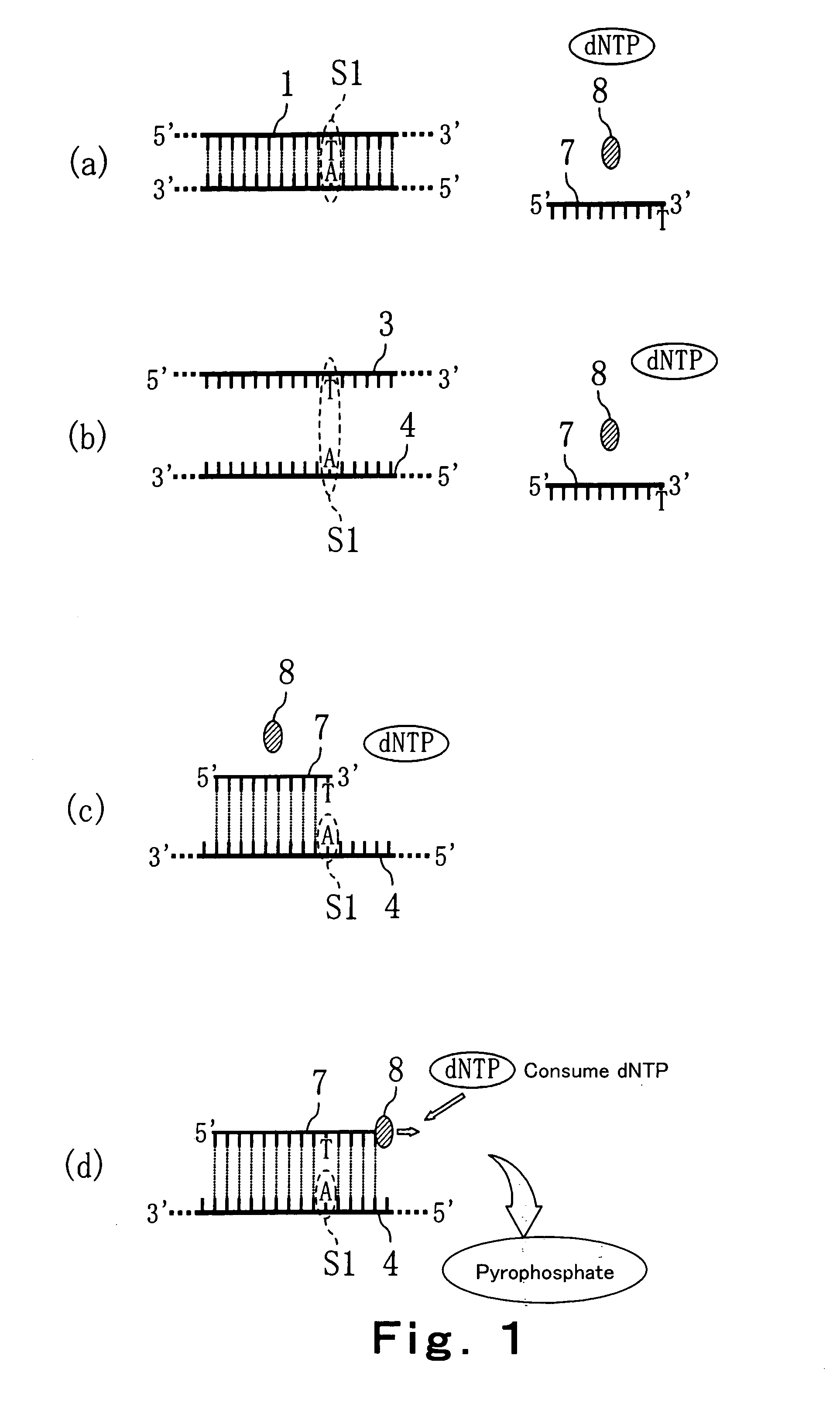Method of detecting primer extension reaction, method of discriminating base type, device for discriminating base type, device for detecting pyrophosphate, method of detecting nucleic acid and tip for introducing sample solution
