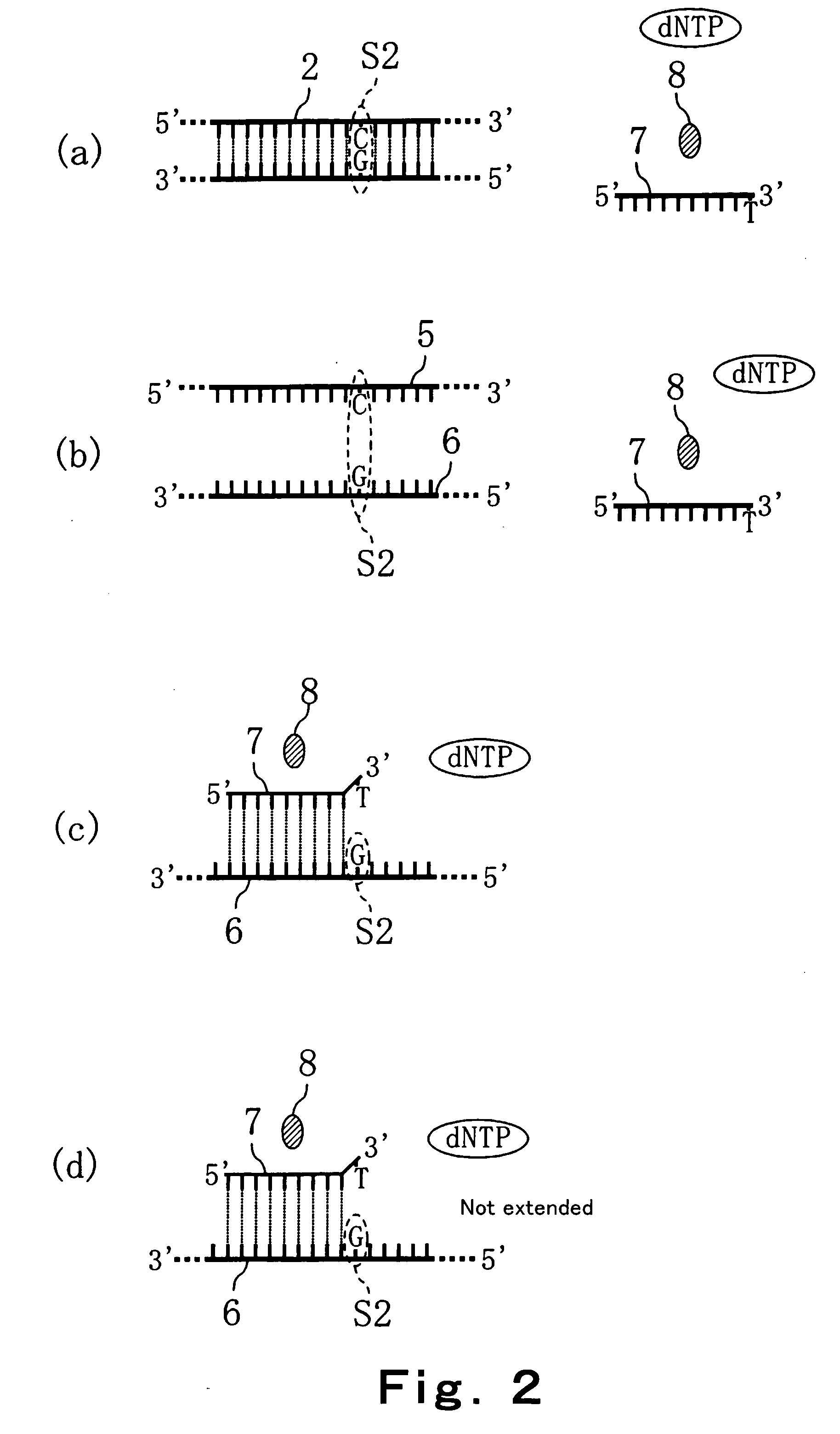 Method of detecting primer extension reaction, method of discriminating base type, device for discriminating base type, device for detecting pyrophosphate, method of detecting nucleic acid and tip for introducing sample solution